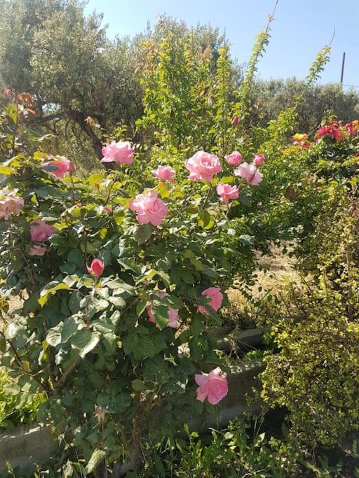 Amalthia Villa Sitia  Bagian luar foto